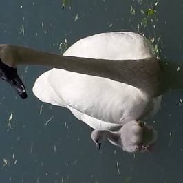 WWT Arundel Wetland Centre
