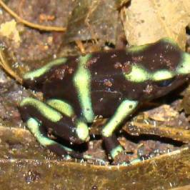 Reserva Biologica Carara