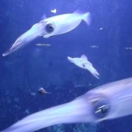 Toba Aquarium