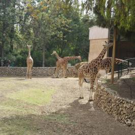 Safari Park