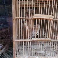 Yogyakarta Bird Market