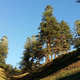 Norfolk Island National Park & Botanic Garden