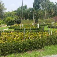 Orchid Park (Taman Orkid)