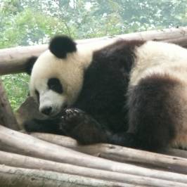 Giant Panda Breeding Research Base (Xiongmao Jidi)