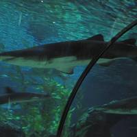 Changfeng Ocean World
