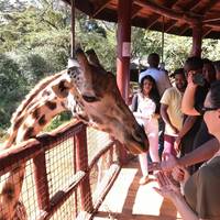 African Fund for Endangered Wildlife (Kenya) Ltd. - Giraffe Centre