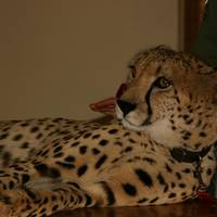 Ann van Dyk Cheetah Centre