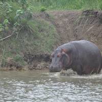 Saint Lucia Estuary