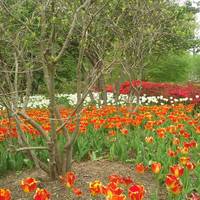 Sherwood Gardens