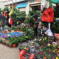 Flowers and Birds Market of Kunming