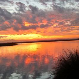 Bolsa Chica Ecological Reserve