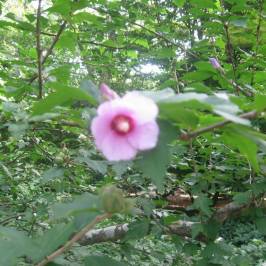 Coker Arboretum