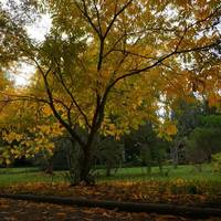 Thuret Garden (Jardin Thuret )