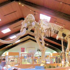 Tate Geological Museum