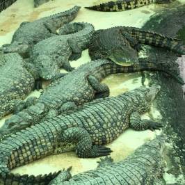 Crocodile Park