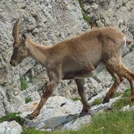 Parc Naturel Regional du Vercors