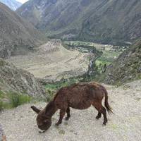 Llaqtapata