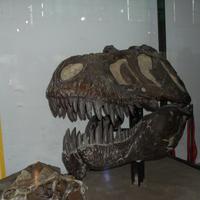 Museo Argentino de Ciencias Naturales Bernardino Rivadavia