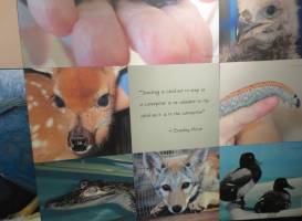 Clinic for the Rehabilitation of Wildlife (CROW)
