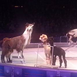 Allstate Arena