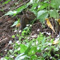 Marquam Nature Park