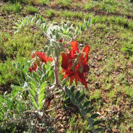 Australian Arid Lands Botanic Garden