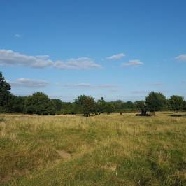 Hatfield Forest Nature Reserve