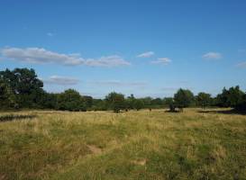 Hatfield Forest Nature Reserve