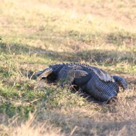Paynes Prairie