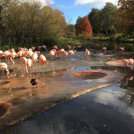 Durrell Wildlife Park