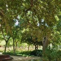 Royal Gardens (Jardines del Real)