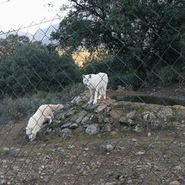 Lobo Park