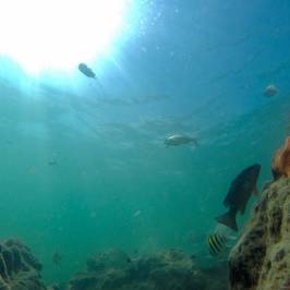 Red Reef Park