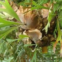 Orto botanico