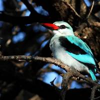Chamberlain Bird Sanctuary