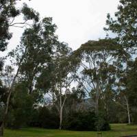 Corroboree Park