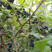 Bluebank Blueberry and Emu Farm