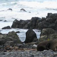 Owhiro Bay