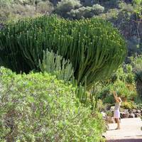 Jardin Canario