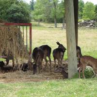 Parc Safari