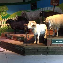 The Big Sheep