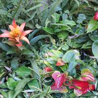 San Diego Botanic Garden
