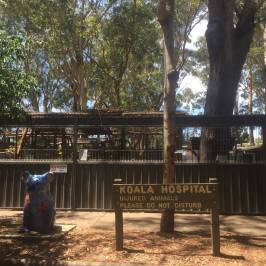 Koala Hospital