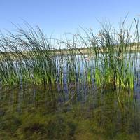 Ashurst Lake