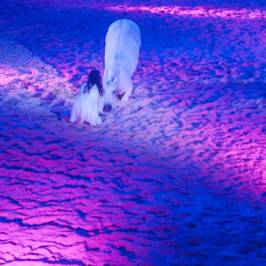 Australian Outback Spectacular