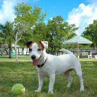 Higgs Beach Dog Park