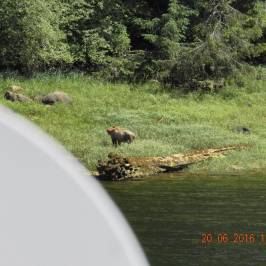 Khutzeymateen Grizzly Bear Sanctuary