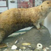 Coastal Interpretive Center