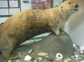 Coastal Interpretive Center