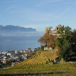 Corniche Lavaux Vineyards